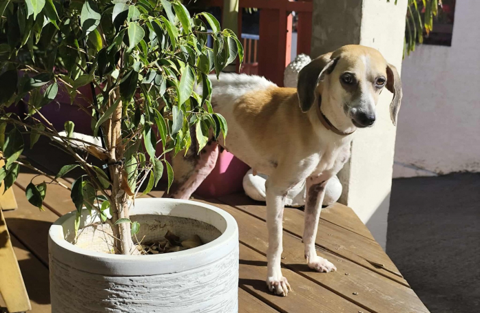 « Les débuts ont été difficiles », cette chienne en attente d'une famille adoptive s'ouvre doucement à l'amour après avoir affronté de nombreuses épreuves