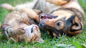 Illustration : "Comment aménager un jardin sécurisé pour son chat ou son chien ?"