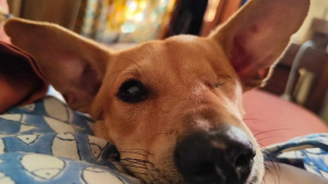Illustration : "Trouvé seul quand il avait 2 mois, ce chien au regard unique cherche une famille prête à l’accompagner avec bienveillance (vidéo)"