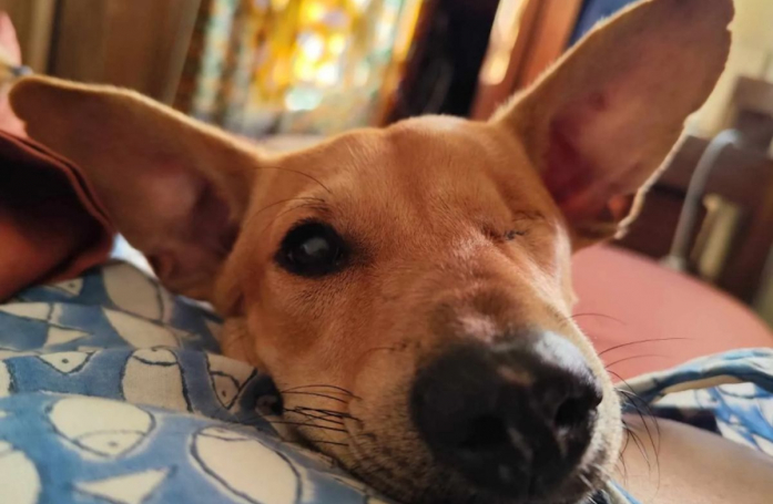 Trouvé seul quand il avait 2 mois, ce chien au regard unique cherche une famille prête à l’accompagner avec bienveillance (vidéo)
