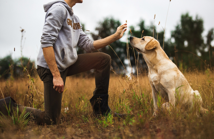 Qu’est-ce que l’éducation positive pour son animal ?