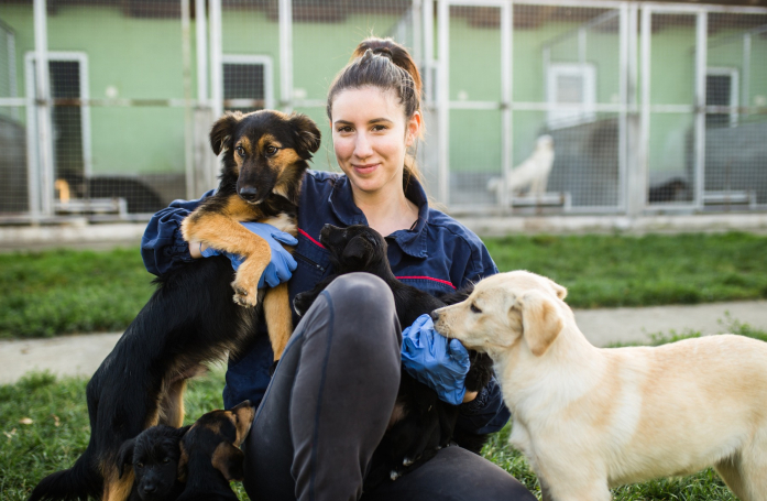 Comment devenir agent animalier dans un refuge ?