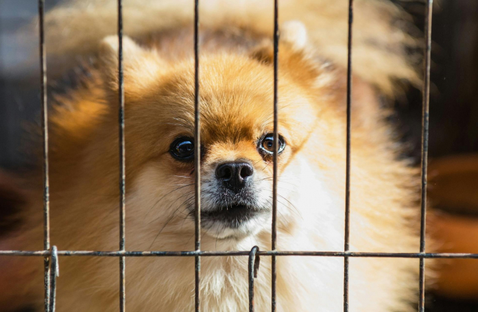 Quelles sont les obligations légales d’une association avec refuge ?