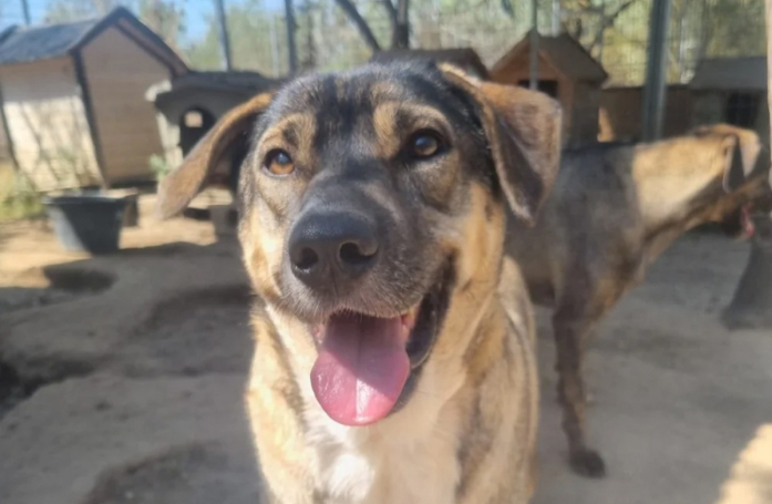 Cette chienne qui a toujours vécu dans la crainte cherche une famille aimante qui l'aidera à tirer un trait sur son passé