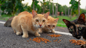 Illustration : "A-t-on le droit de nourrir les chats errants ?"