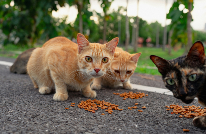 A-t-on le droit de nourrir les chats errants ?