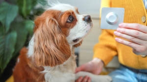 Illustration : "Quand vermifuger son chien ou son chat ?"