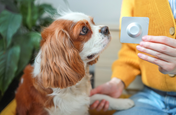 Quand vermifuger son chien ou son chat ?