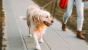 Illustration : "Pourquoi la promenade est-elle importante pour un chien ?"