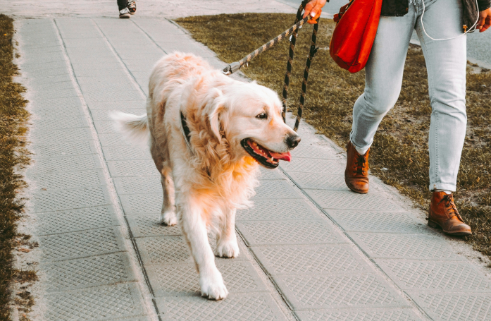 Pourquoi la promenade est-elle importante pour un chien ?