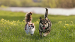 Illustration : "Comment savoir si votre chien ou votre chat est heureux ?"