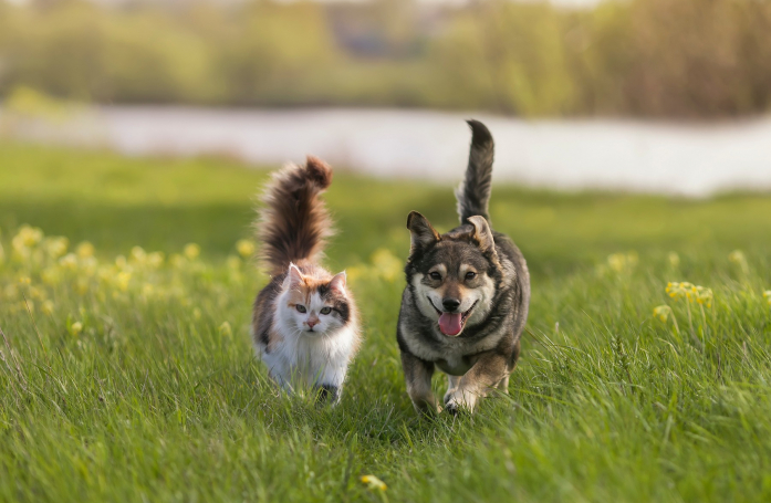 Comment savoir si votre chien ou votre chat est heureux ?