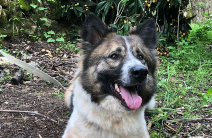 « Nous recherchons des adoptants prêts à offrir une nouvelle vie à Ginger », cette chienne abandonnée car elle a grandi espère une seconde chance