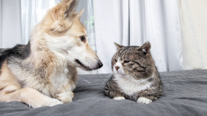 Illustration : "6 bonnes raisons d’adopter un chat ou un chien âgé"