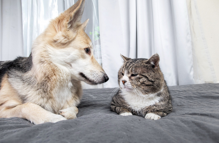 6 bonnes raisons d’adopter un chat ou un chien âgé