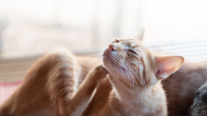 Illustration : "Comment protéger son chien ou son chat contre les puces et les tiques ?"