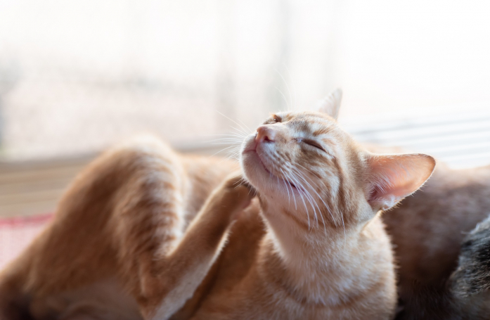 Comment protéger son chien ou son chat contre les puces et les tiques ?
