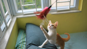 Illustration : "Comment stimuler son chat d'intérieur ?"