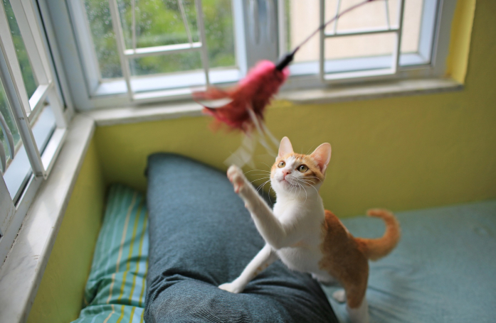 Comment stimuler son chat d'intérieur ?