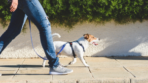 Illustration : "Comment choisir le harnais de son chien ?"