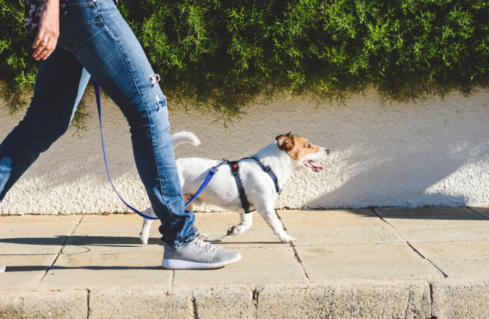 Comment choisir le harnais de son chien ?