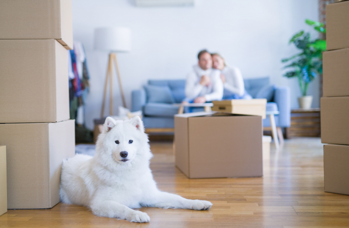 Comment réduire le stress de son animal pendant un déménagement ?