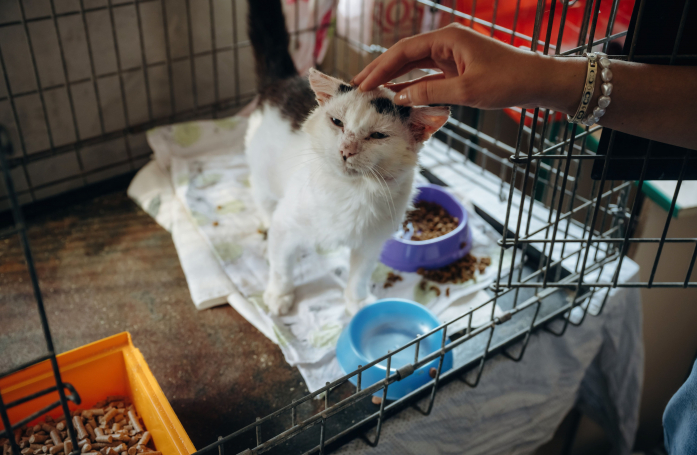 Comment parrainer un animal de refuge ?