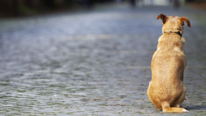 Illustration : "Quelles sont les conséquences de l'abandon pour un chien ou un chat ?"