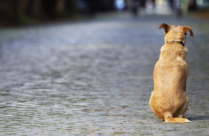 Quelles sont les conséquences de l'abandon pour un chien ou un chat ?