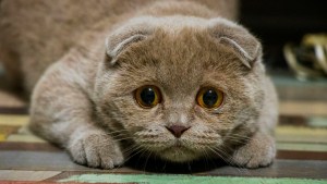 Illustration : "Comment adopter un chien ou un chat traumatisé ?"