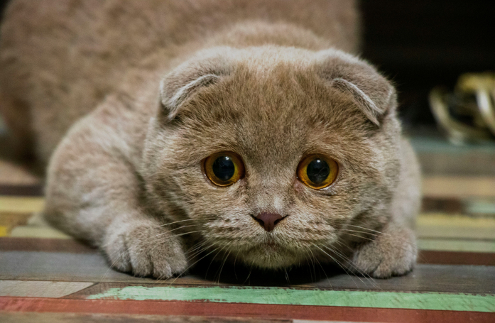 Comment adopter un chien ou un chat traumatisé ?
