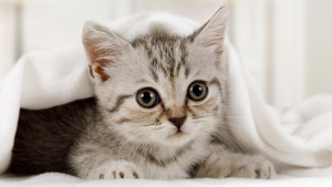 Illustration : "Comment adopter un chiot ou un chaton en refuge ?"
