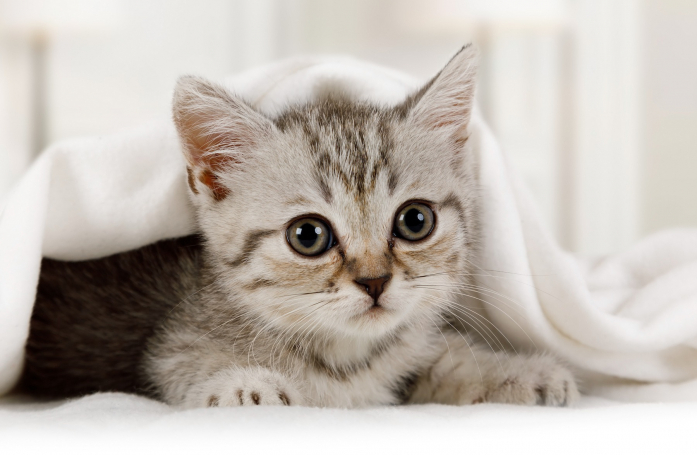 Comment adopter un chiot ou un chaton en refuge ?