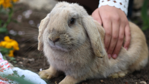 Illustration : "Comment adopter un lapin ?"