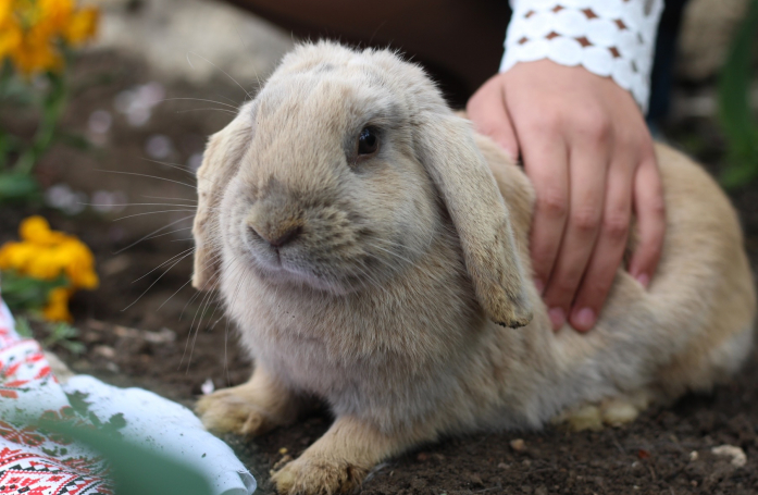 Comment adopter un lapin ?