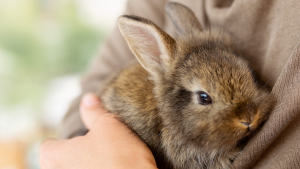 Illustration : "Combien coûte l’adoption d’un lapin ?"
