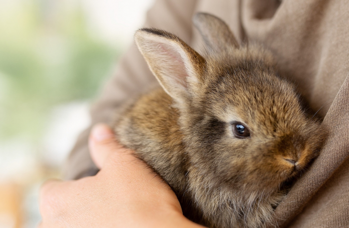 Combien coûte l’adoption d’un lapin ?