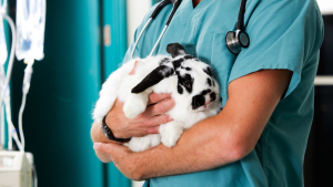 Illustration : "Pourquoi stériliser un lapin adopté ?"