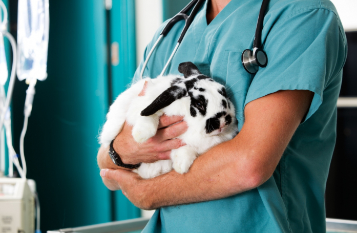Pourquoi stériliser un lapin adopté ?