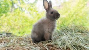 Illustration : "Comment nourrir un lapin adopté en refuge ?"