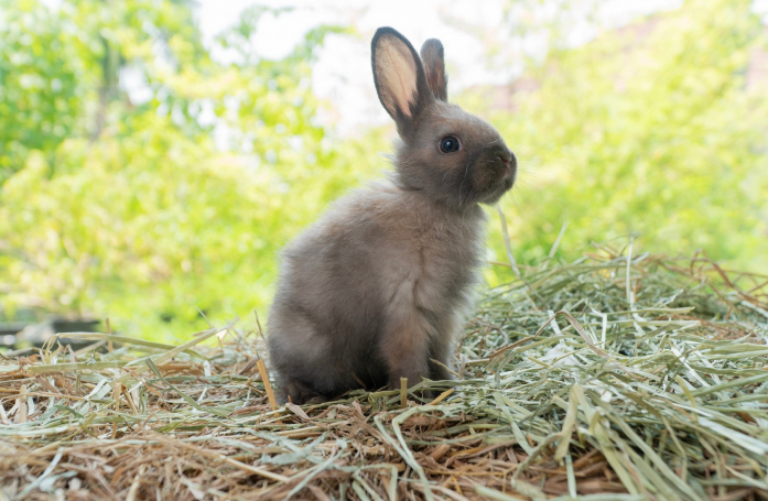 Comment nourrir un lapin adopté en refuge ?