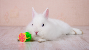 Illustration : "Quels sont les accessoires indispensables pour adopter un lapin ?"