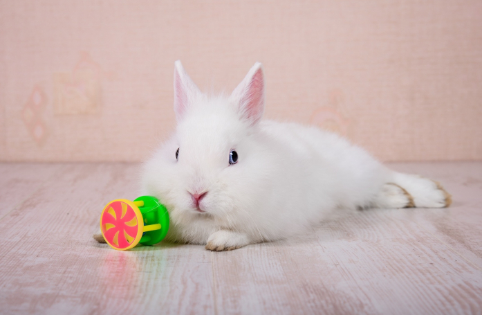 Quels sont les accessoires indispensables pour adopter un lapin ?