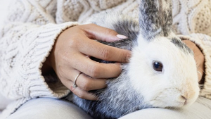 Illustration : "Comment manipuler et caresser son lapin ?"