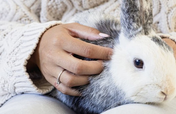 Comment manipuler et caresser son lapin ?