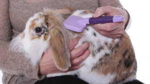 Illustration : "Comment prendre soin d’un lapin adopté ?"