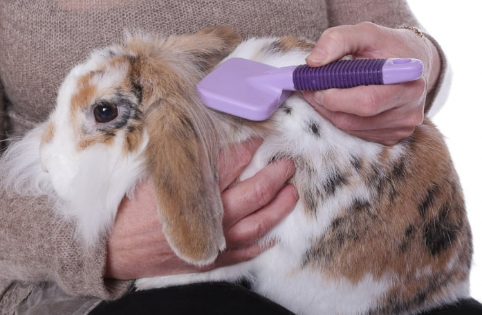 Comment prendre soin d’un lapin adopté ?