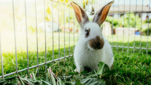 Illustration : "Comment faire garder son lapin pendant les vacances ?"