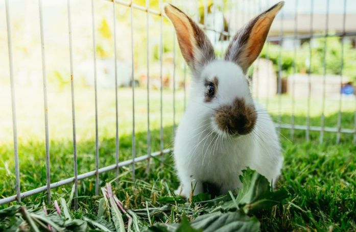 Comment faire garder son lapin pendant les vacances ?