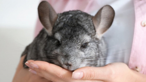 Illustration : "Comment adopter un chinchilla ?"